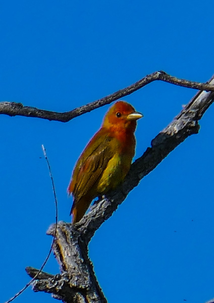 Piranga Roja - ML619316376