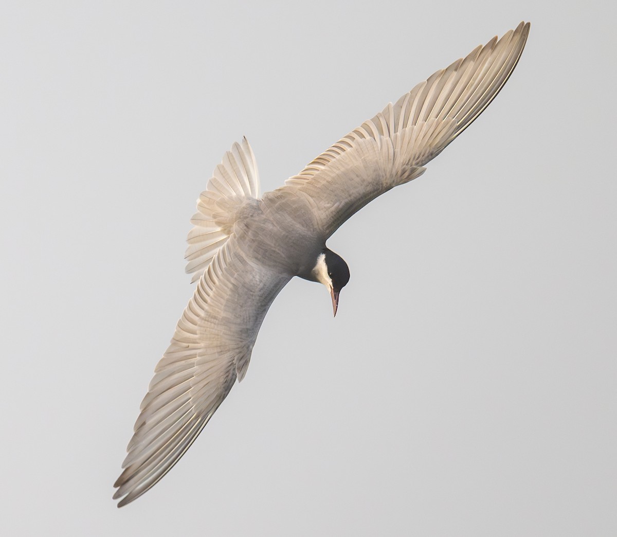 Whiskered Tern - ML619316382