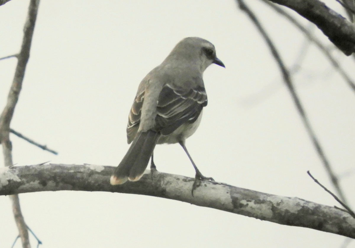 Tropical Mockingbird - Juan Delgado