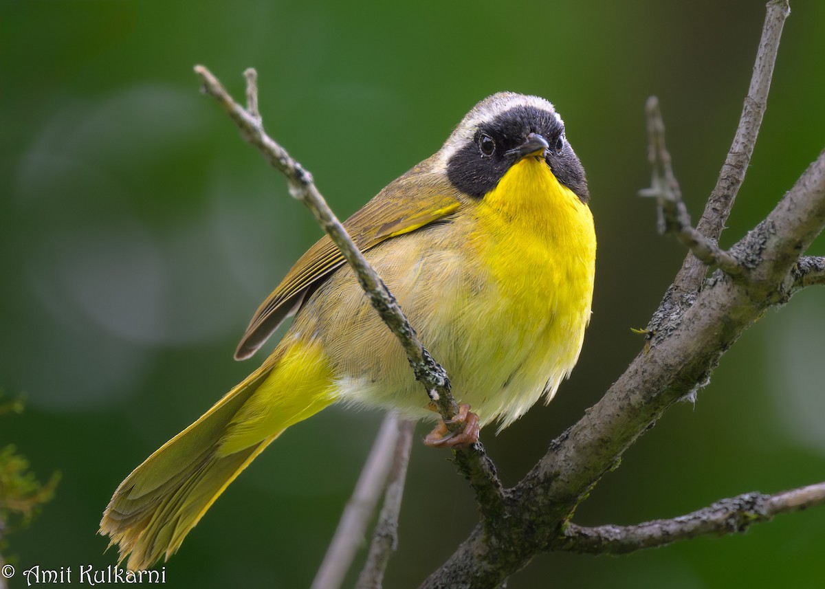 Common Yellowthroat - Amit Kulkarni