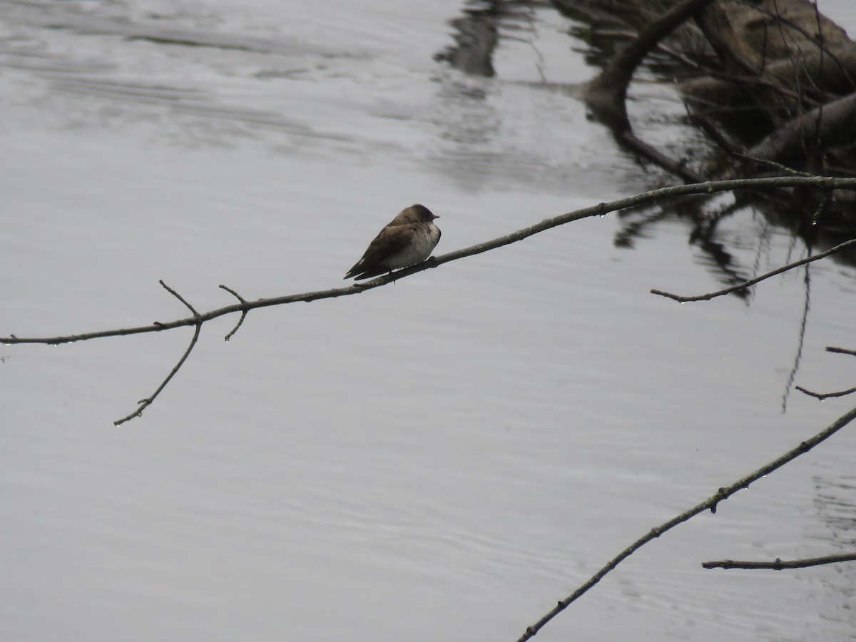 Northern Rough-winged Swallow - Holly Bauer