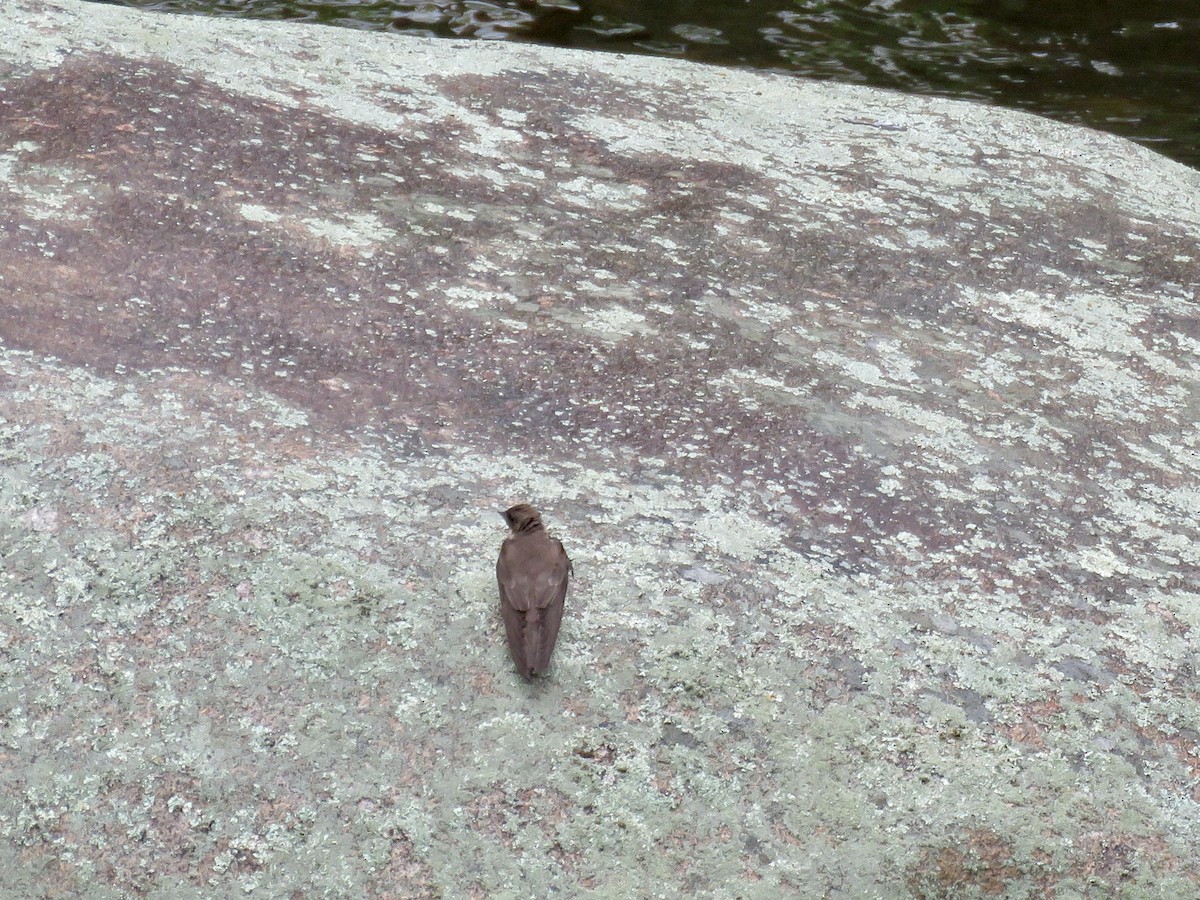 Golondrina Aserrada - ML619316402