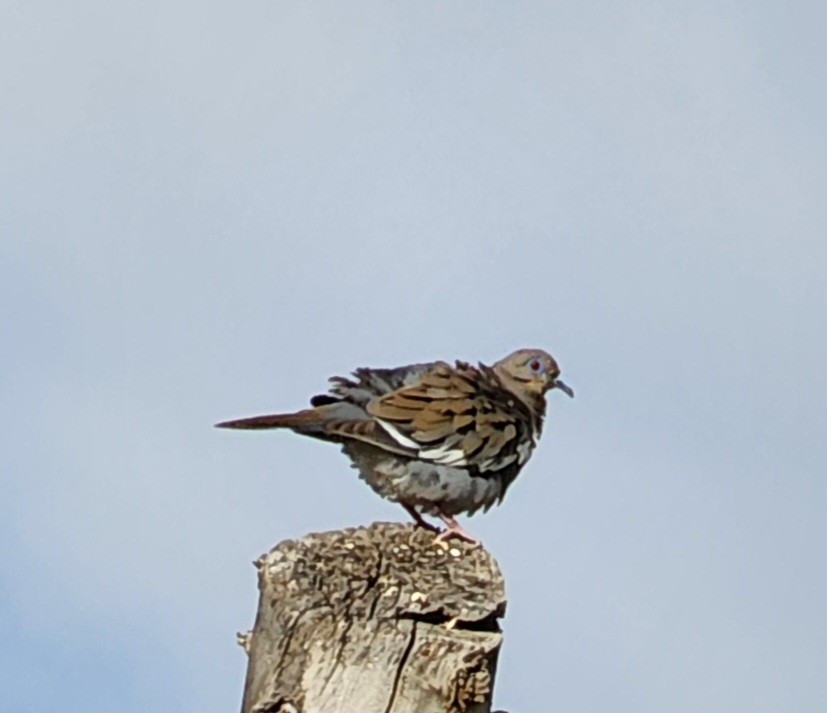 White-winged Dove - ML619316405