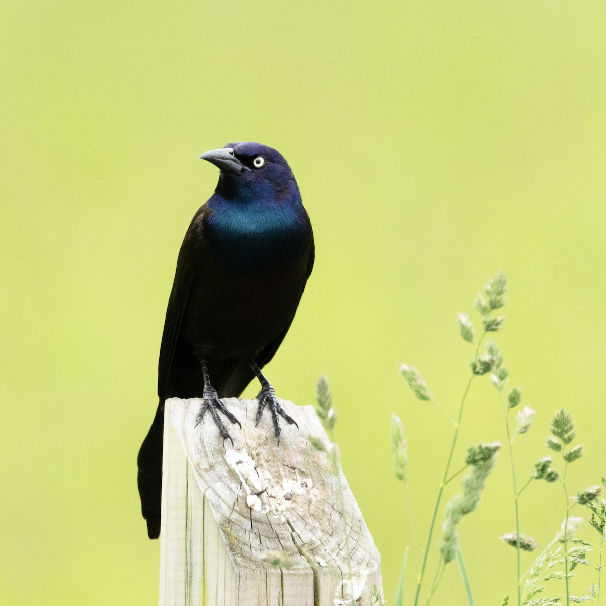 Common Grackle - Mary McKitrick