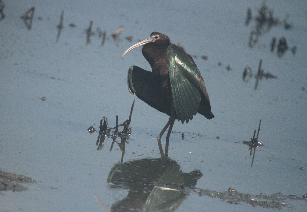ibis hnědý x americký (hybrid) - ML619316423
