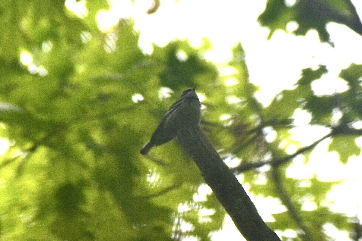 Cerulean Warbler - Dylan Jackson