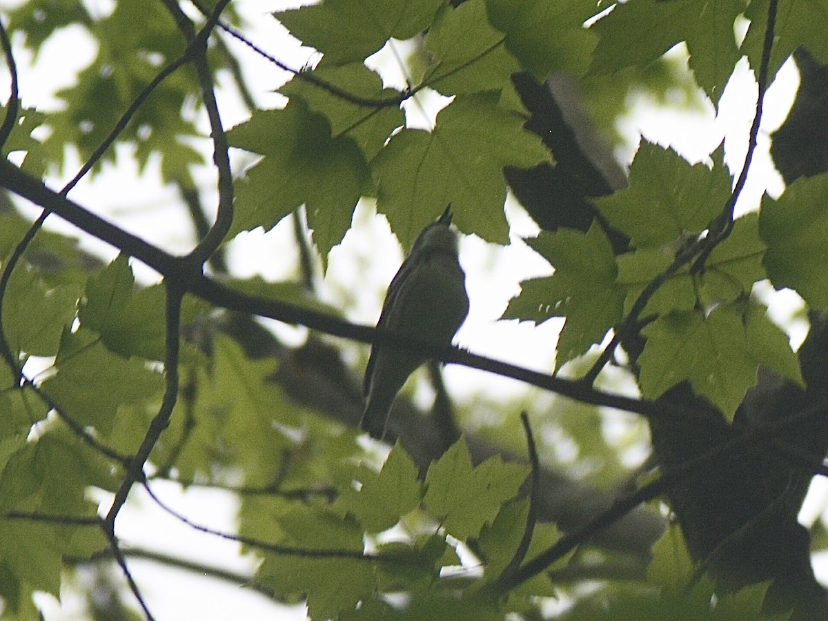 Cerulean Warbler - Dylan Jackson