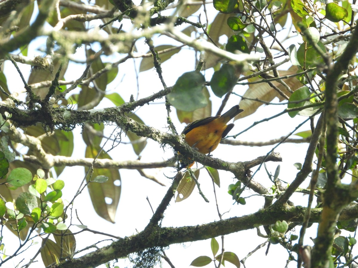 Golden Tanager - Jose Fernando Sanchez O.