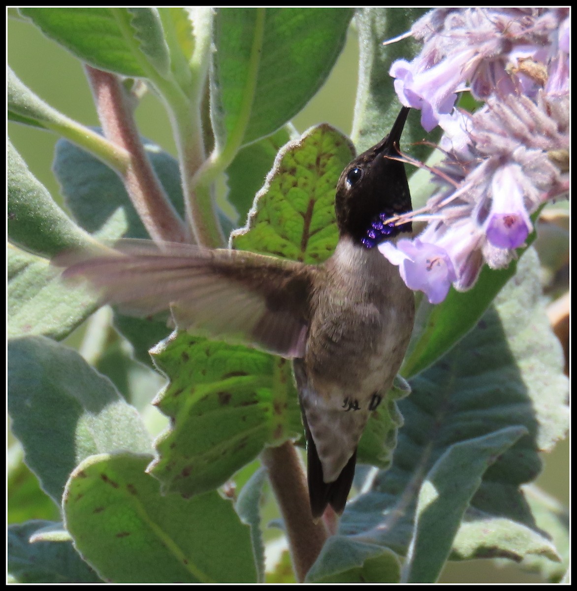 Black-chinned Hummingbird - Peter Gordon