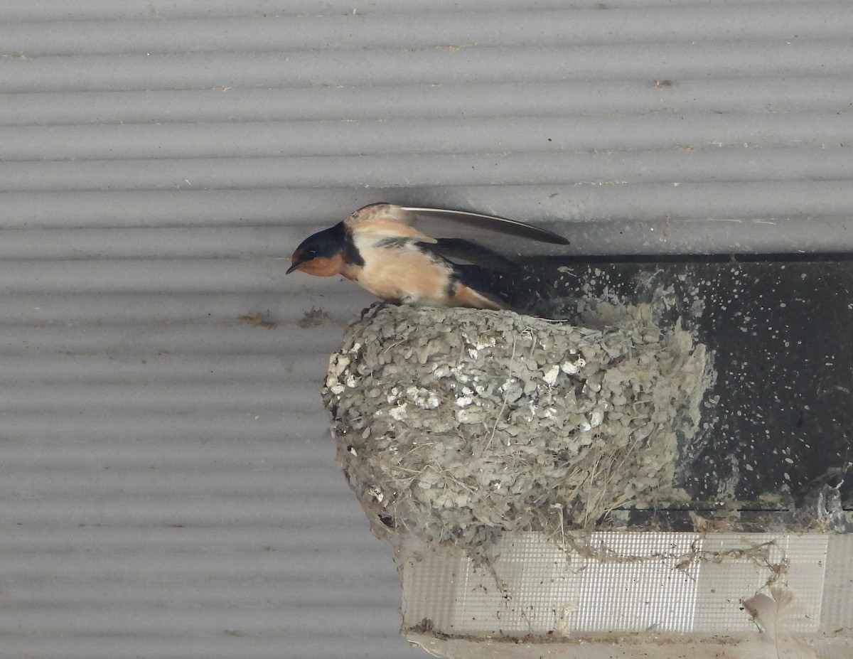 Barn Swallow - ML619316454