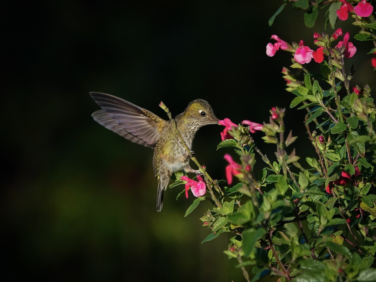 Green-backed Firecrown - ML619316485