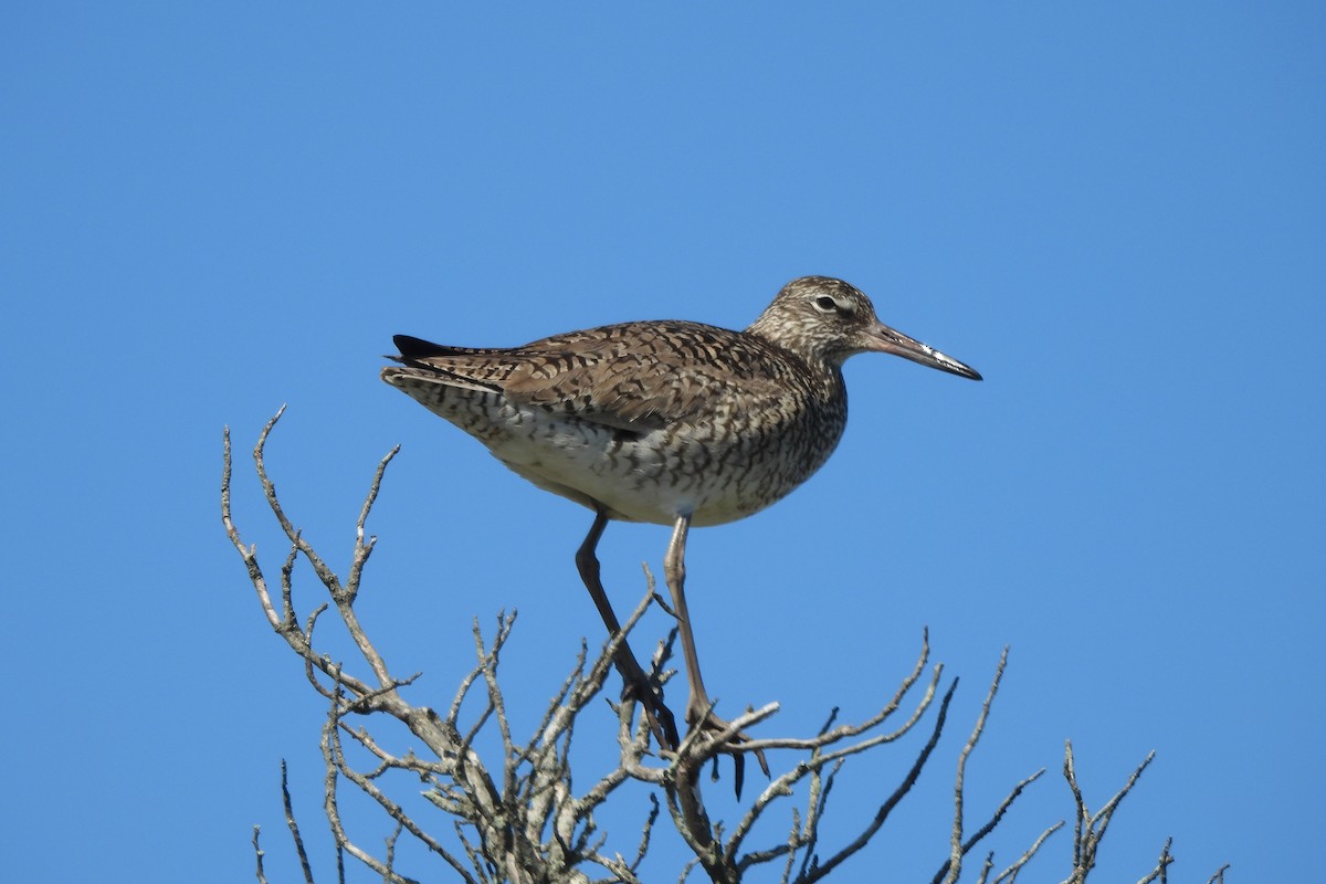 Willet (Eastern) - Dave Milsom