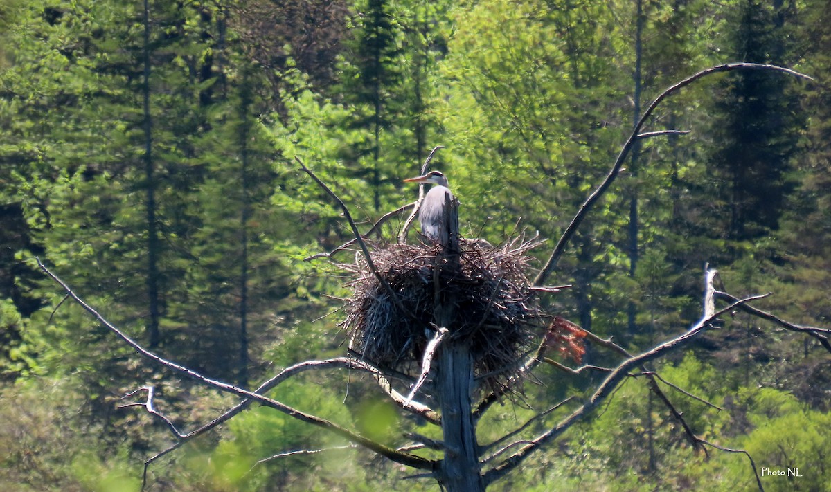 Great Blue Heron - Nathalie L. COHL 🕊