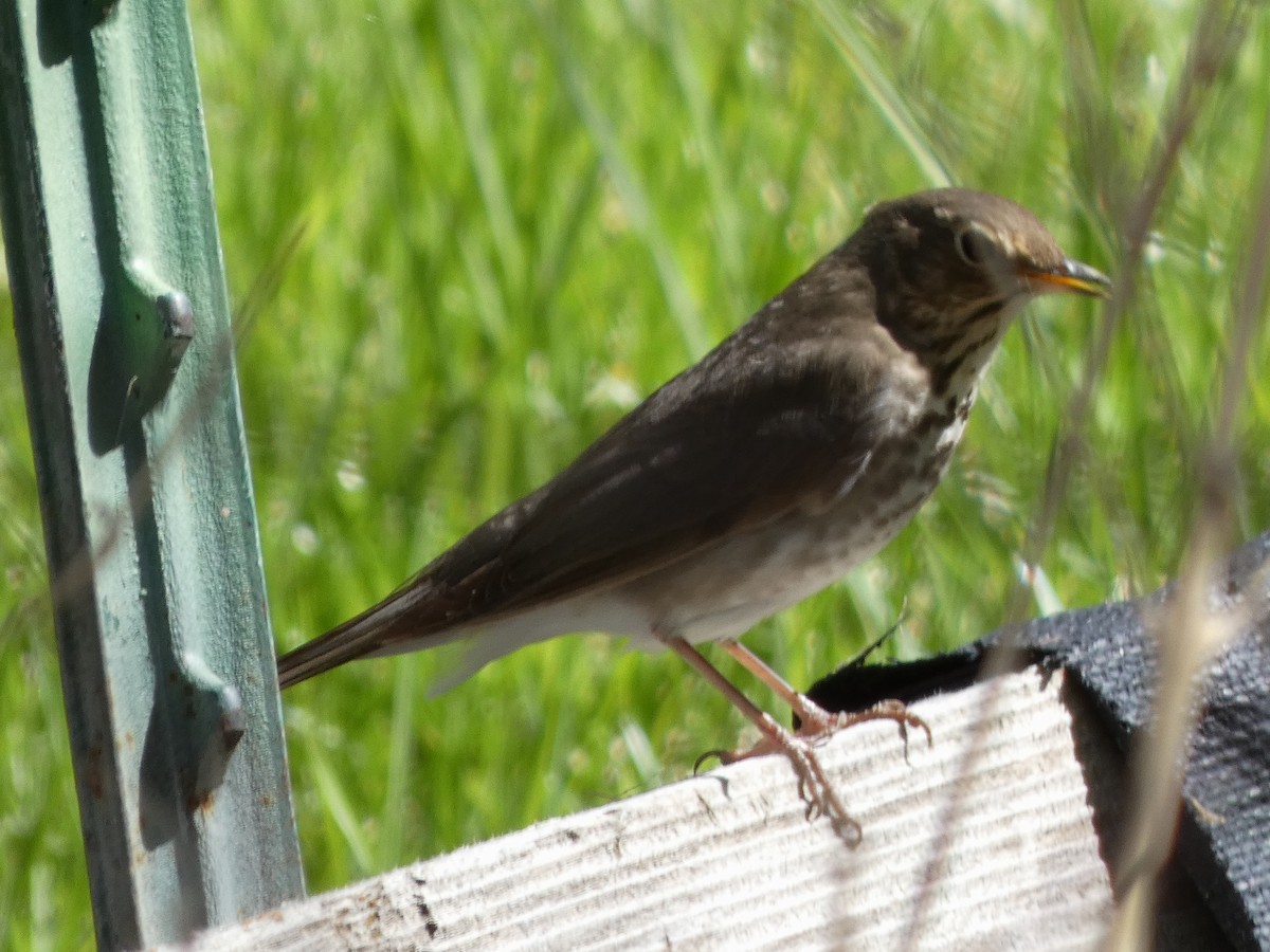 Swainson's Thrush - Susan Smith