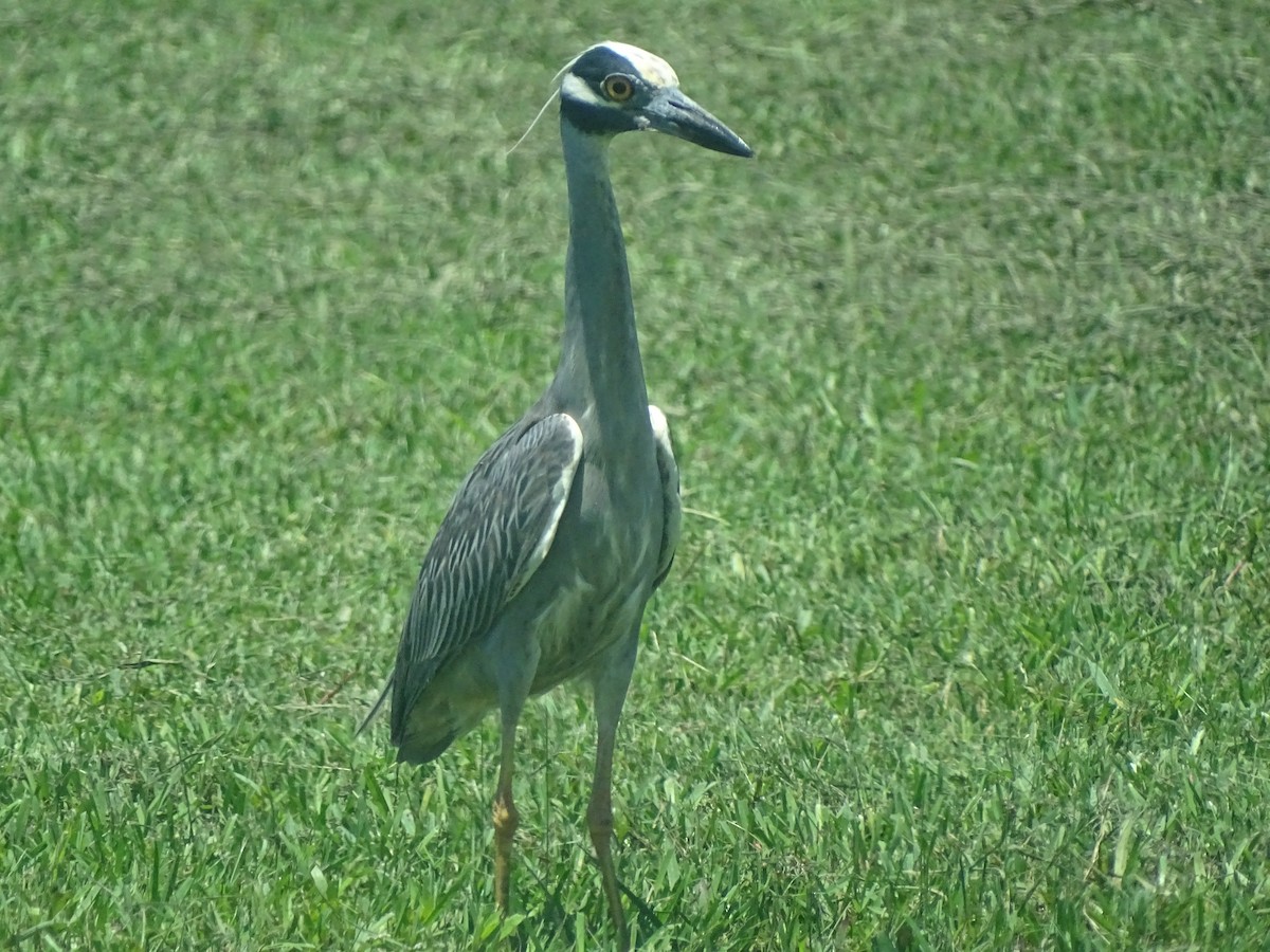 Yellow-crowned Night Heron - ML619316513