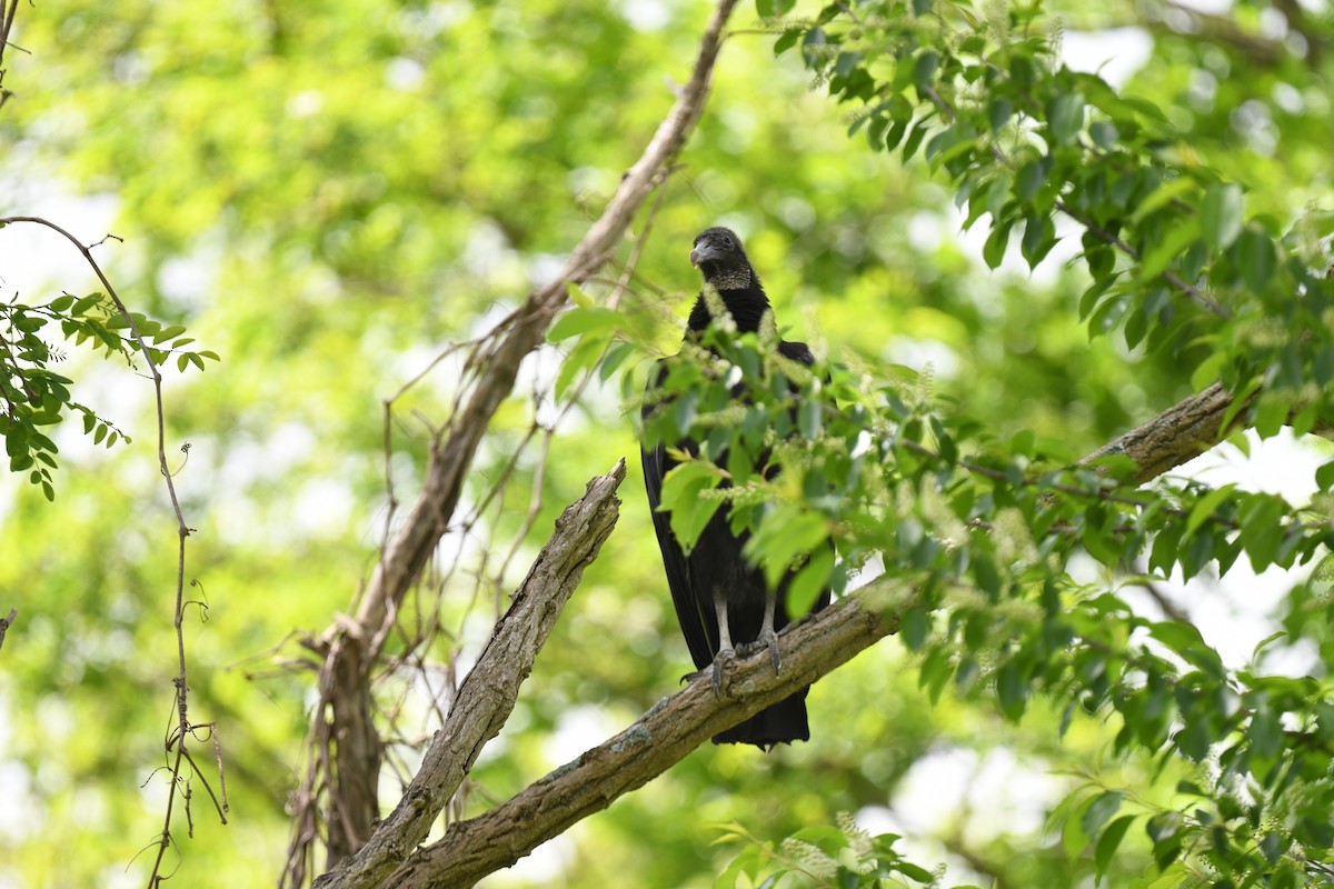 Black Vulture - joe demko