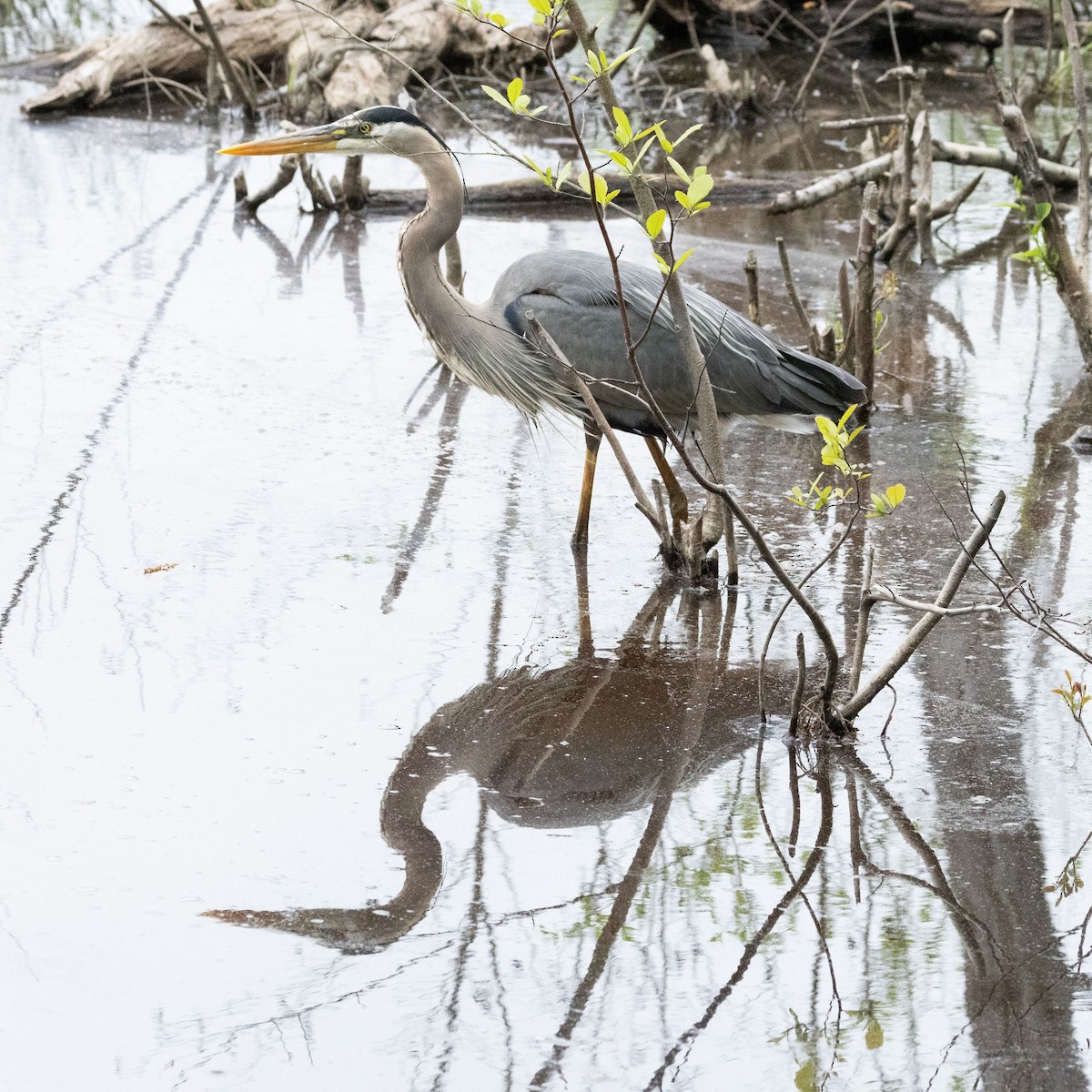 Great Blue Heron (Great Blue) - ML619316521