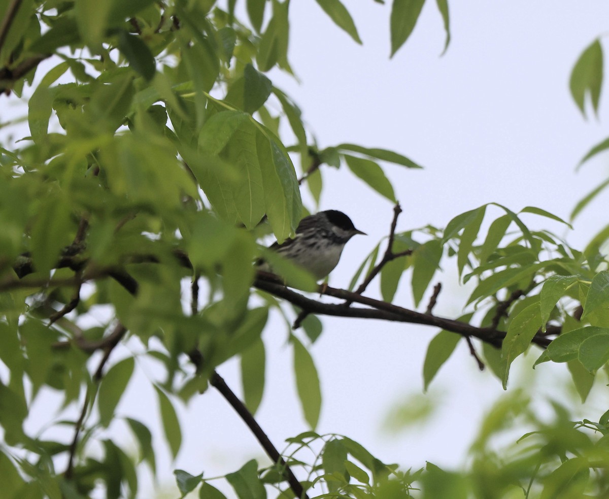 Blackpoll Warbler - Kelly Dudley