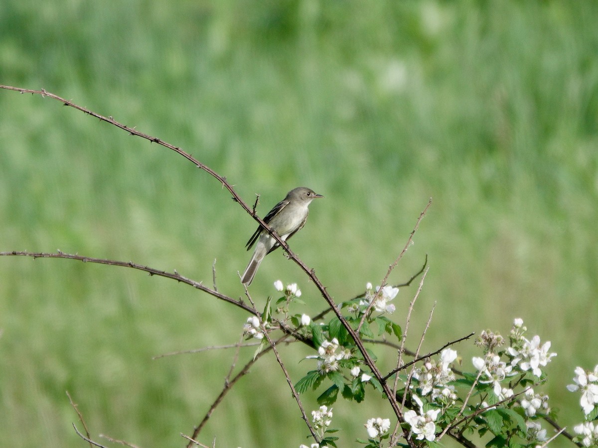 Willow Flycatcher - Yi-Ying Lee