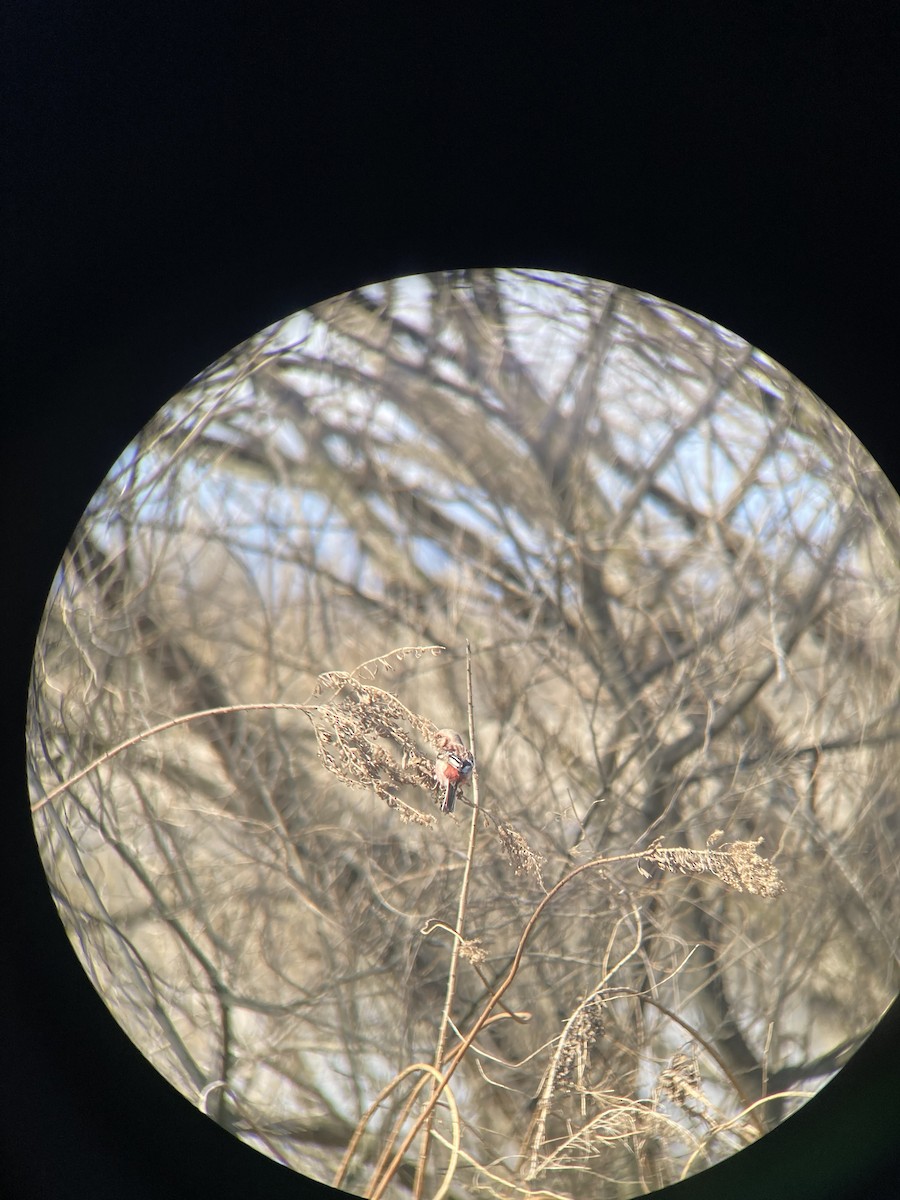 Long-tailed Rosefinch - Jonathan Green