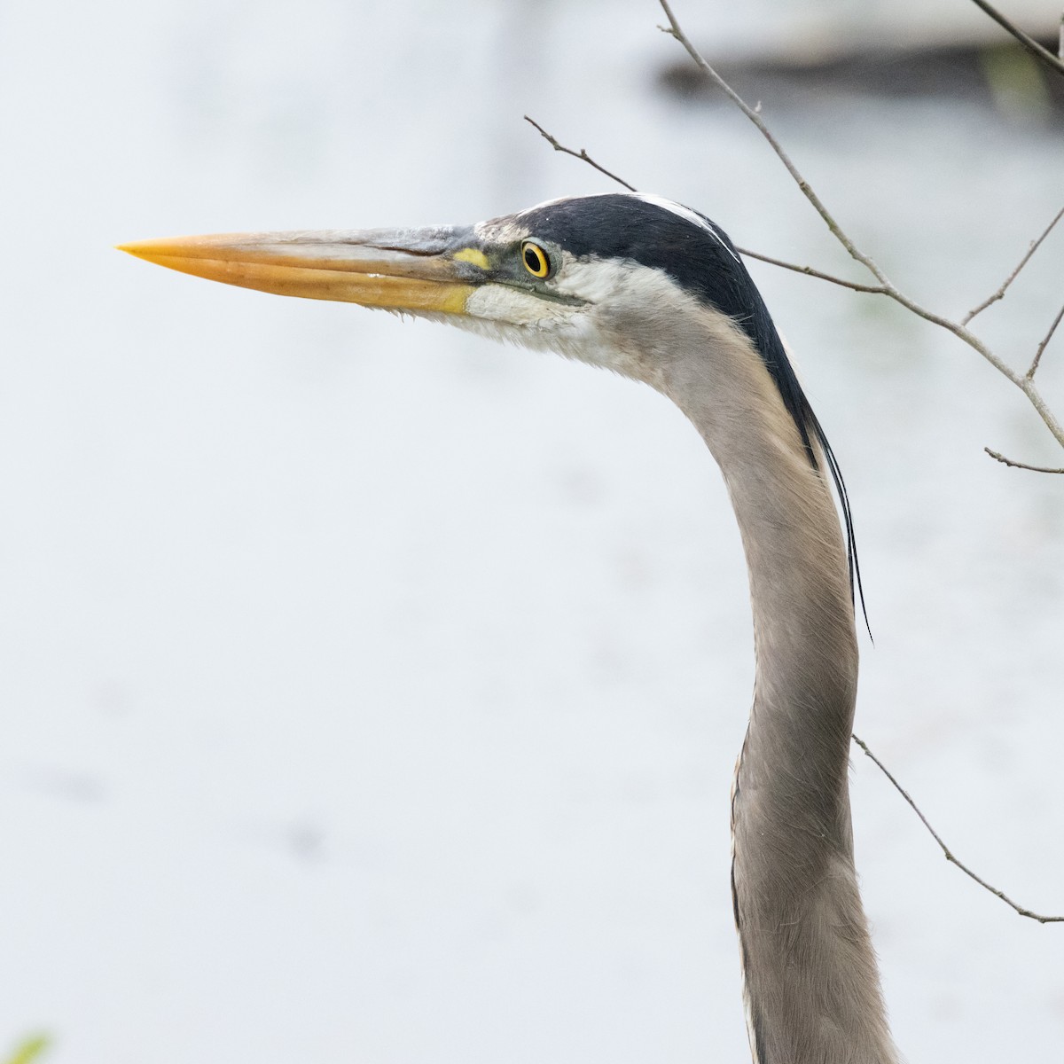 Great Blue Heron (Great Blue) - Mary McKitrick