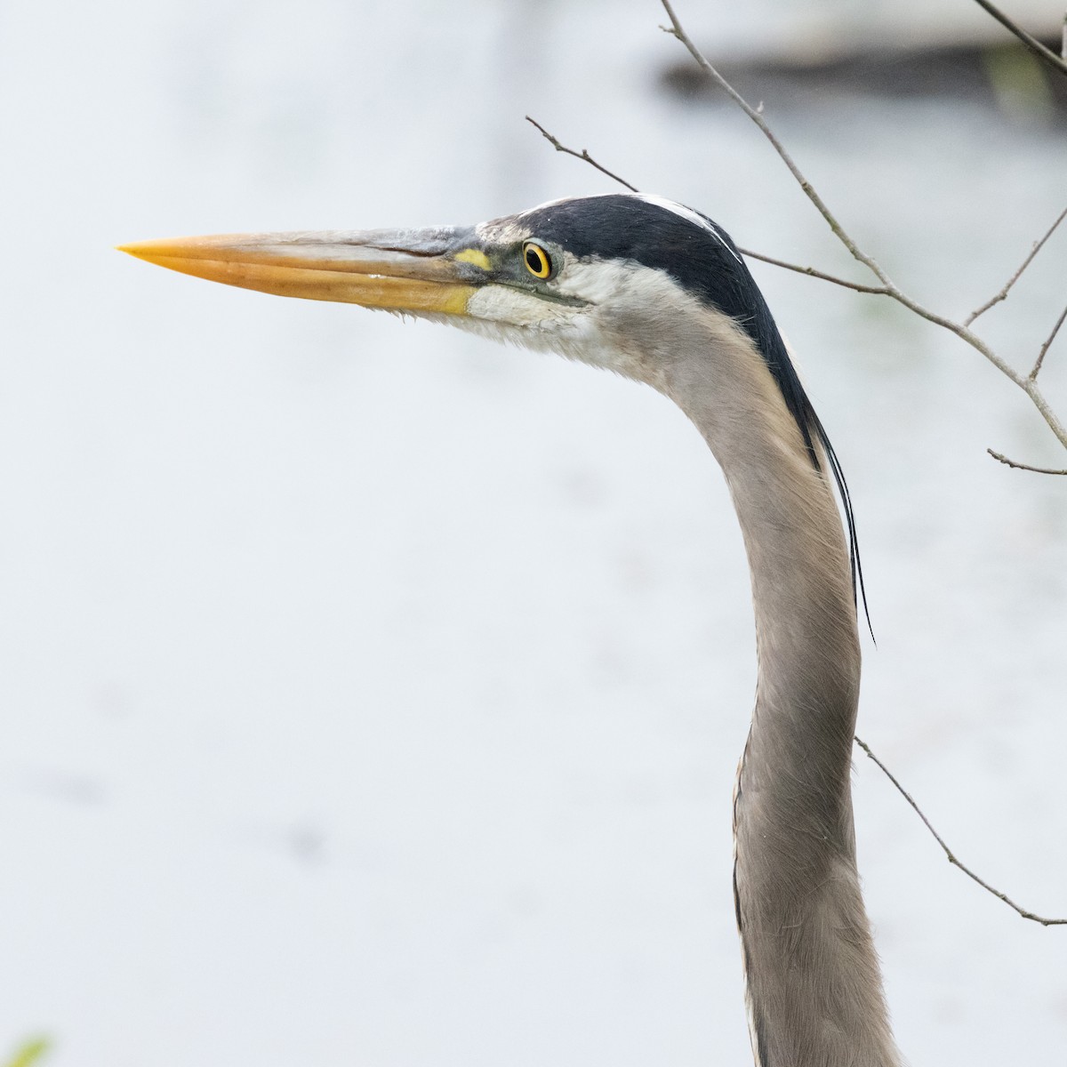 Great Blue Heron (Great Blue) - ML619316533