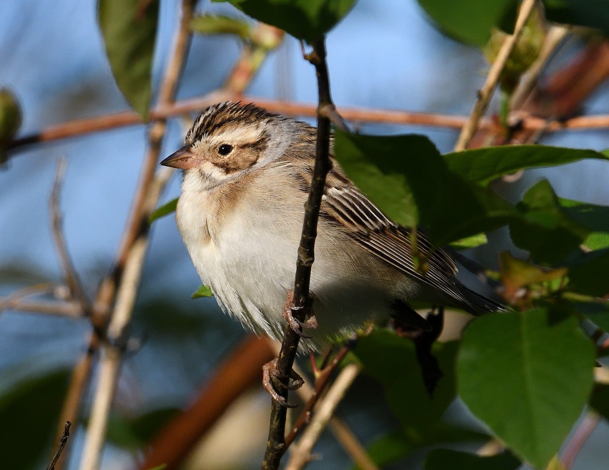 Clay-colored Sparrow - Margaret Hough