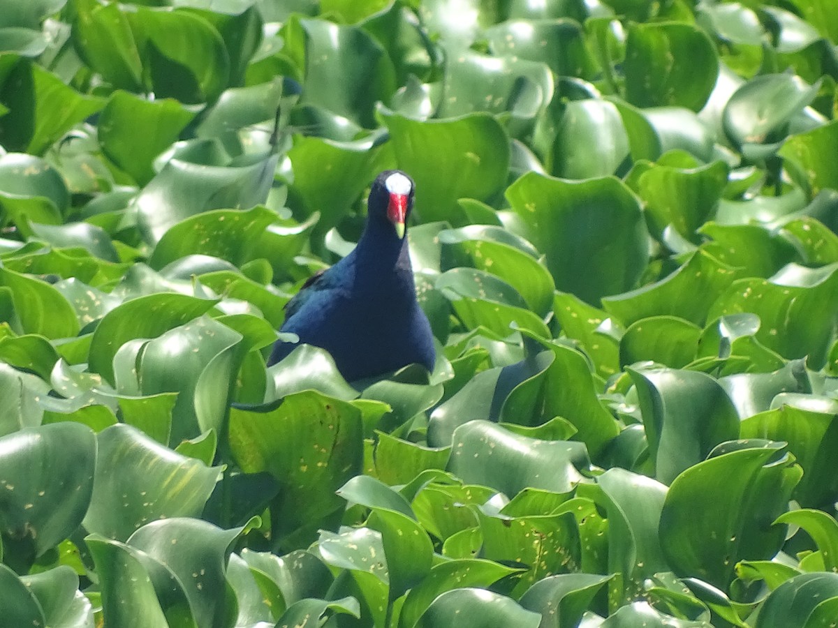 Purple Gallinule - Baylor Cashen