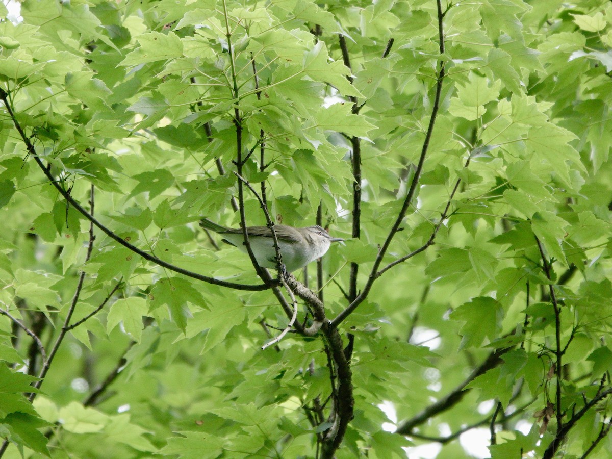 Kızıl Gözlü Vireo - ML619316563