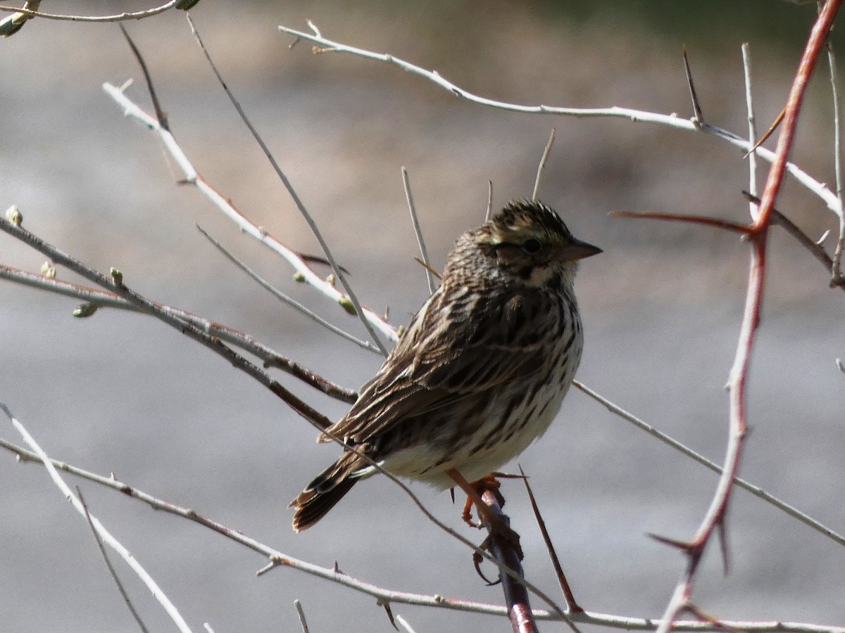 Savannah Sparrow - Susan Smith