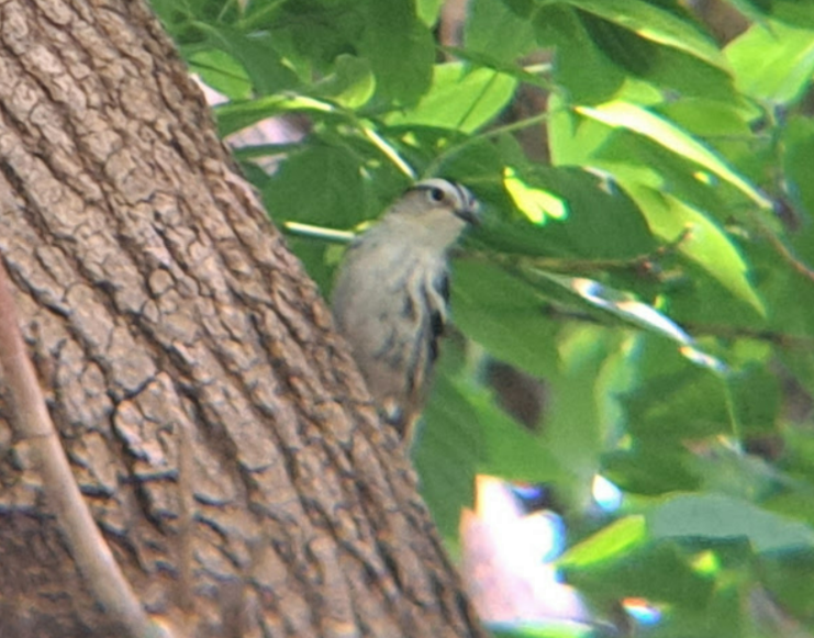 Black-and-white Warbler - Pierre Hendricks