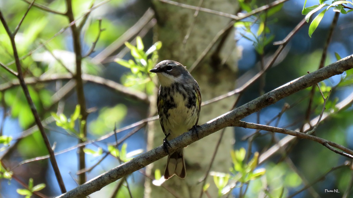 Yellow-rumped Warbler - Nathalie L. COHL 🕊