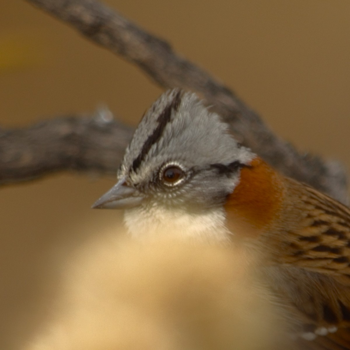 Rufous-collared Sparrow - Gabriel Sandon