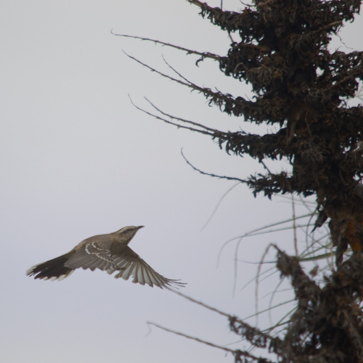 Chilean Mockingbird - Gabriel Sandon