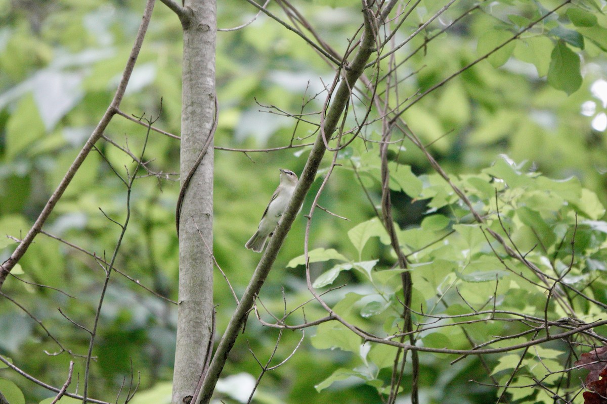 Red-eyed Vireo - ML619316600