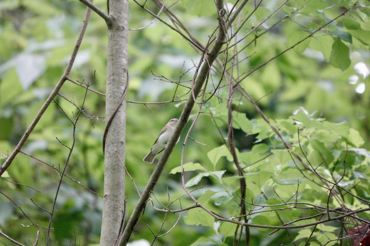 Red-eyed Vireo - Yi-Ying Lee