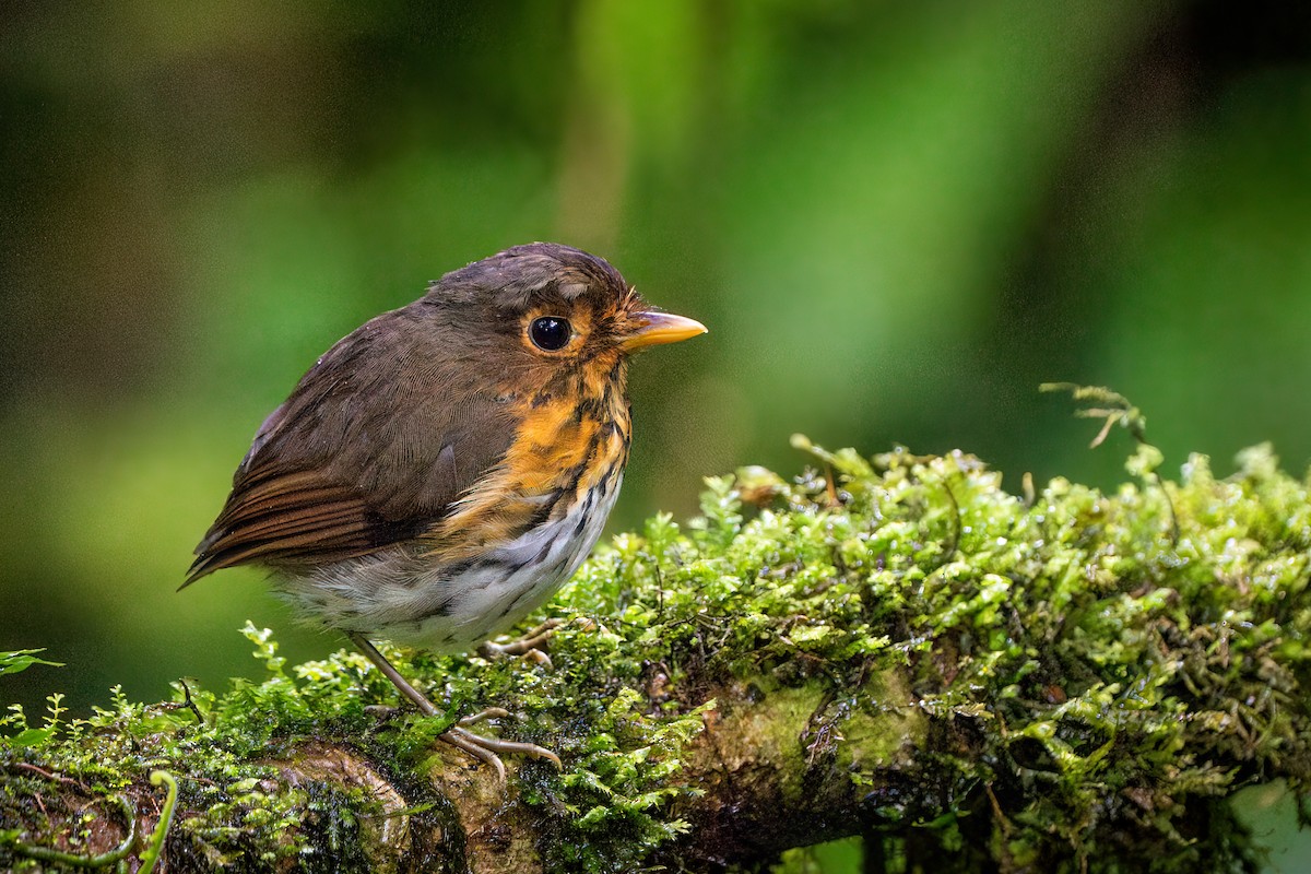 Ochre-breasted Antpitta - Hanna Zhao