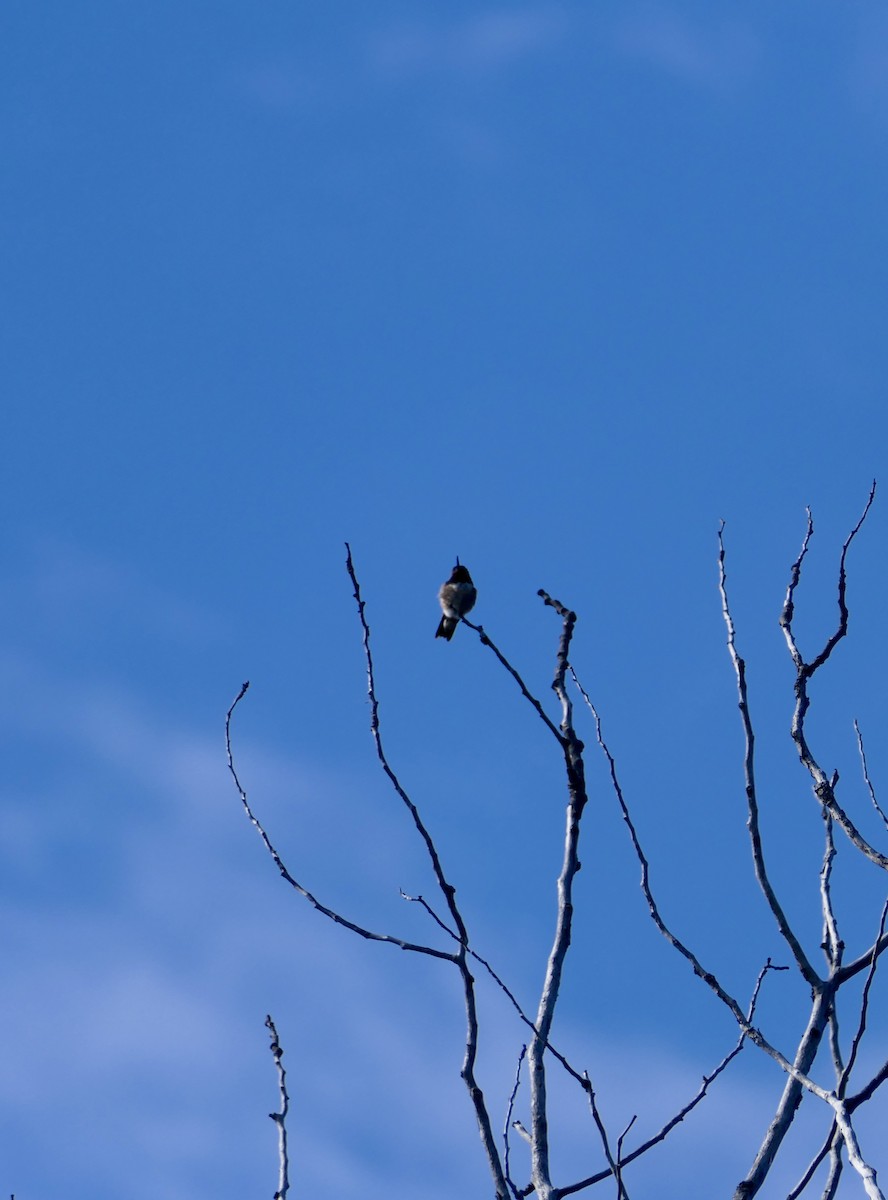 Calliope Hummingbird - Jim St Laurent