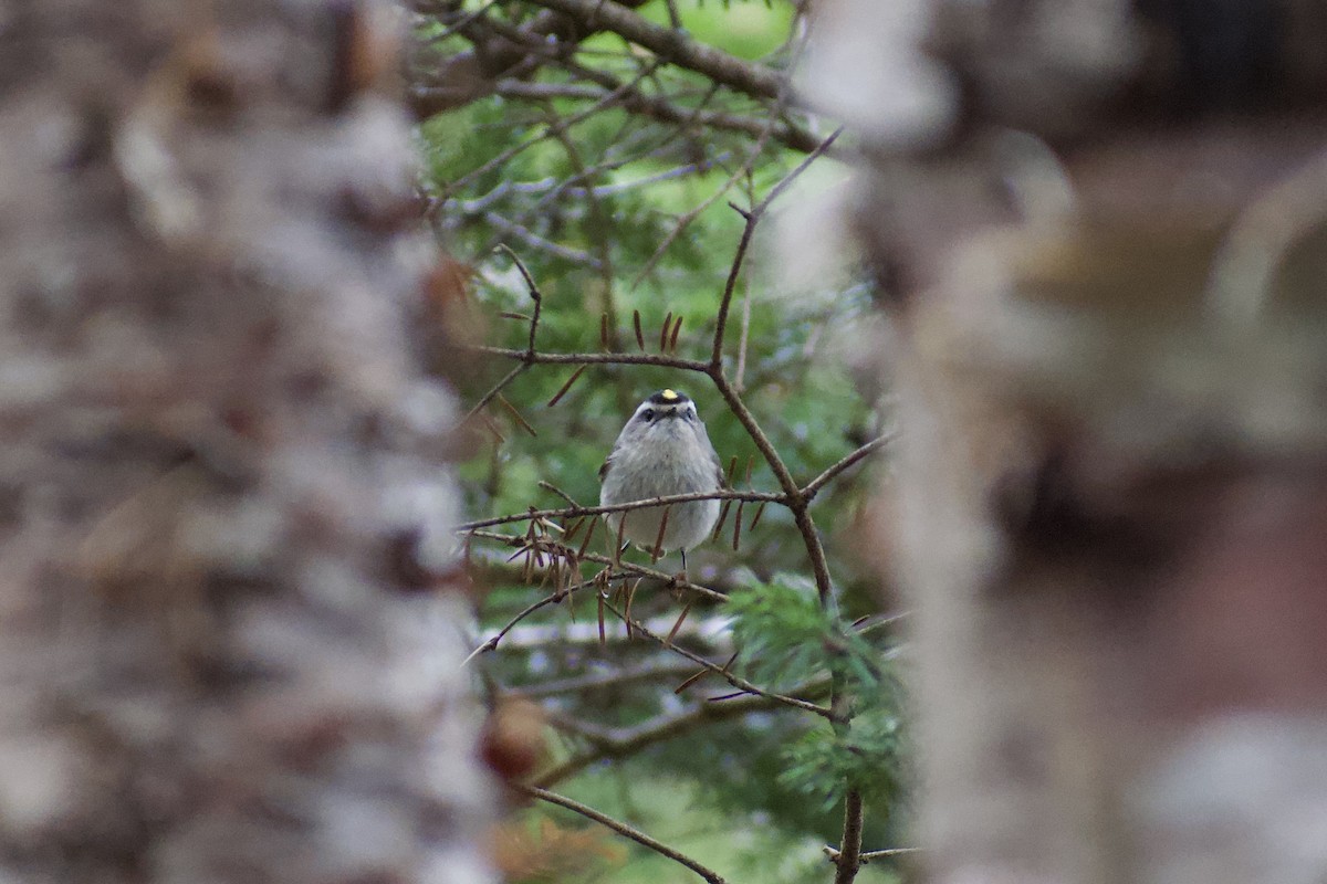 Golden-crowned Kinglet - Melina Watson