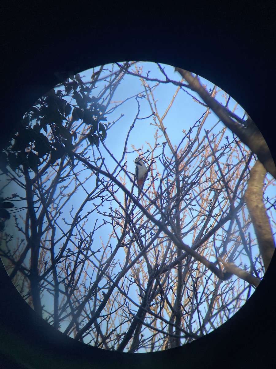 Great Spotted Woodpecker - Jonathan Green