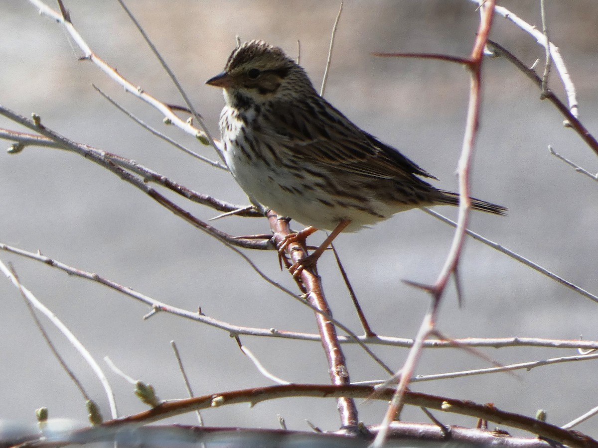 Savannah Sparrow - Susan Smith