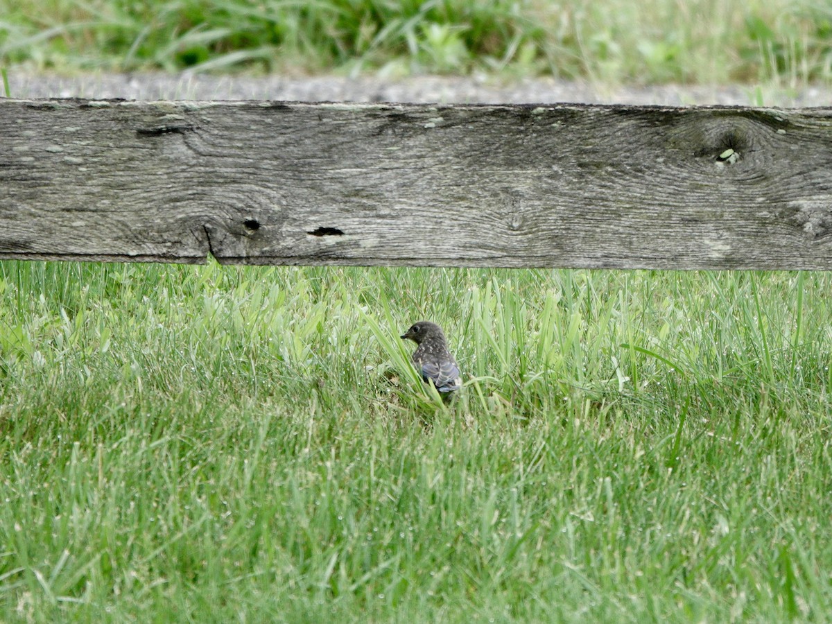 Eastern Bluebird - ML619316635