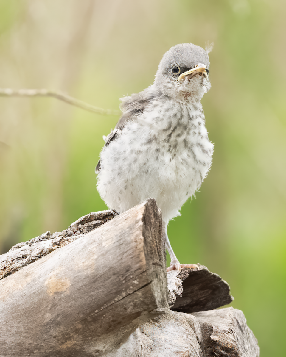 Northern Mockingbird - Gina Sanders