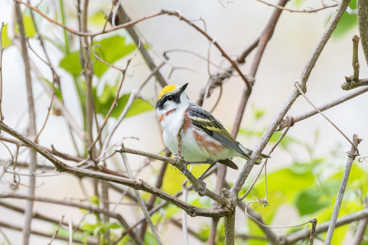 Chestnut-sided Warbler - Scott Dresser