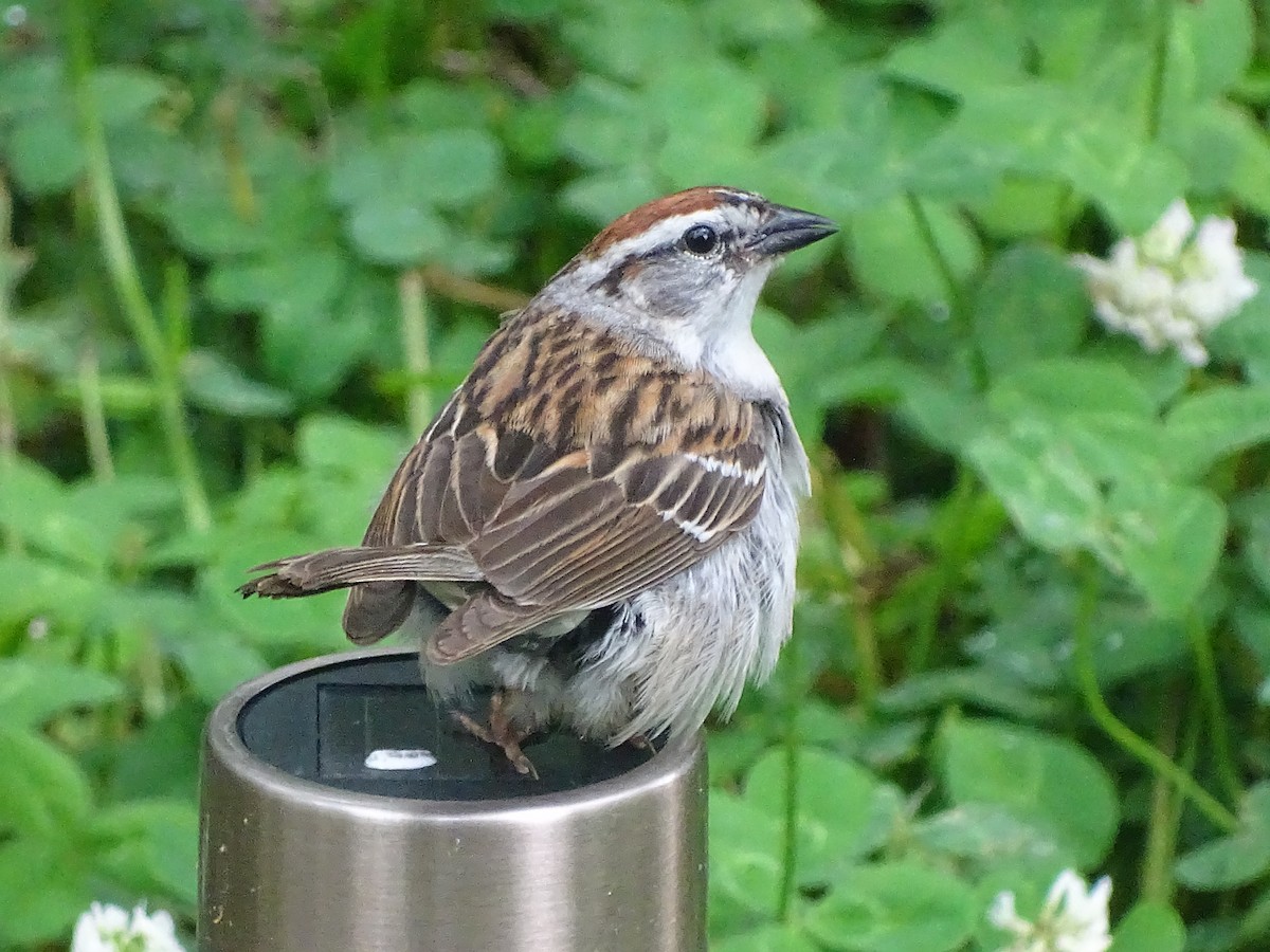 Chipping Sparrow - ML619316646