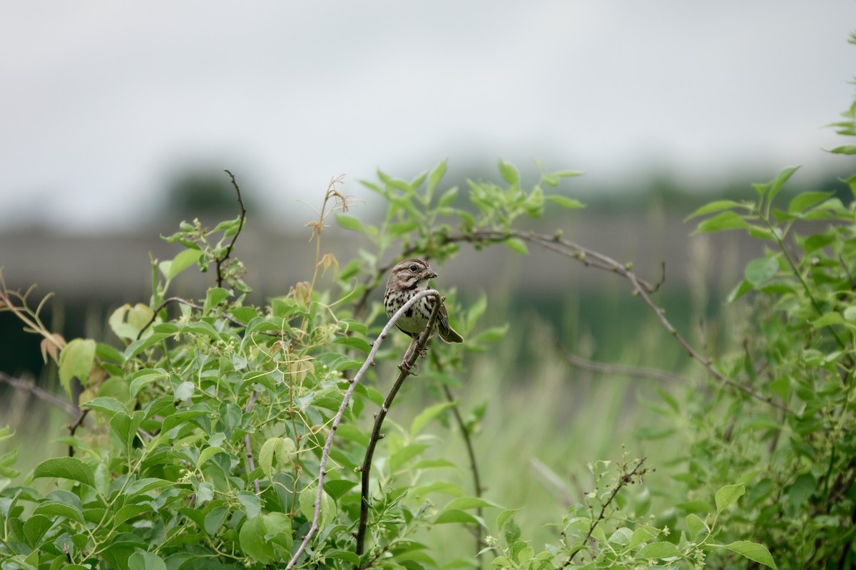 Song Sparrow - ML619316650