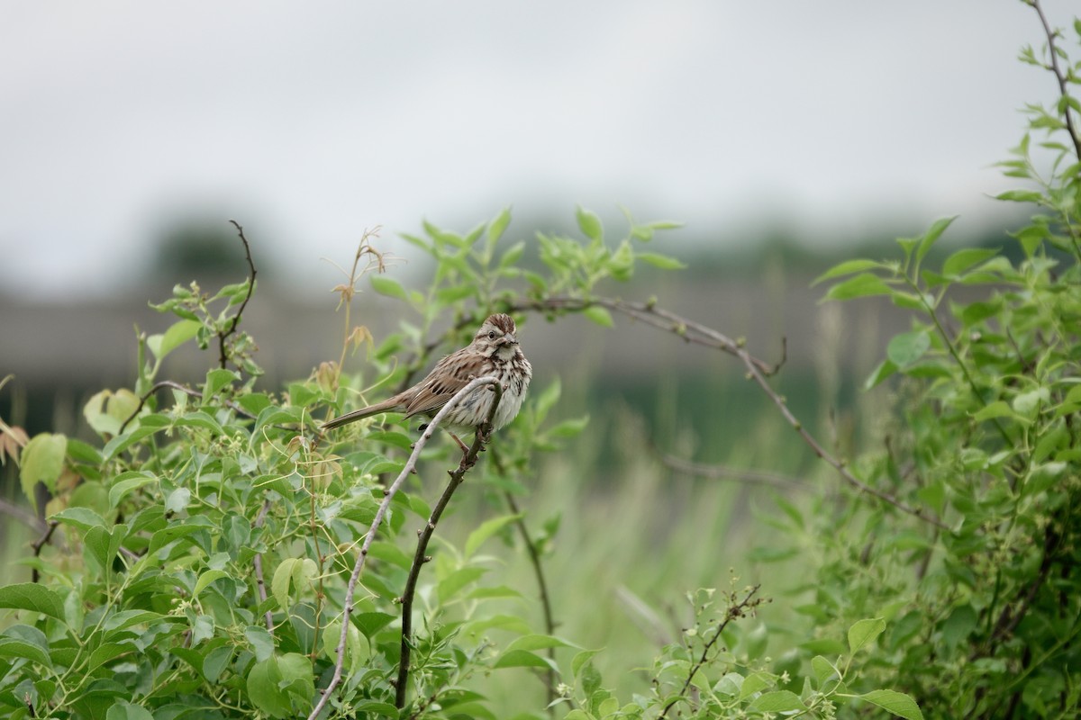 Song Sparrow - ML619316652