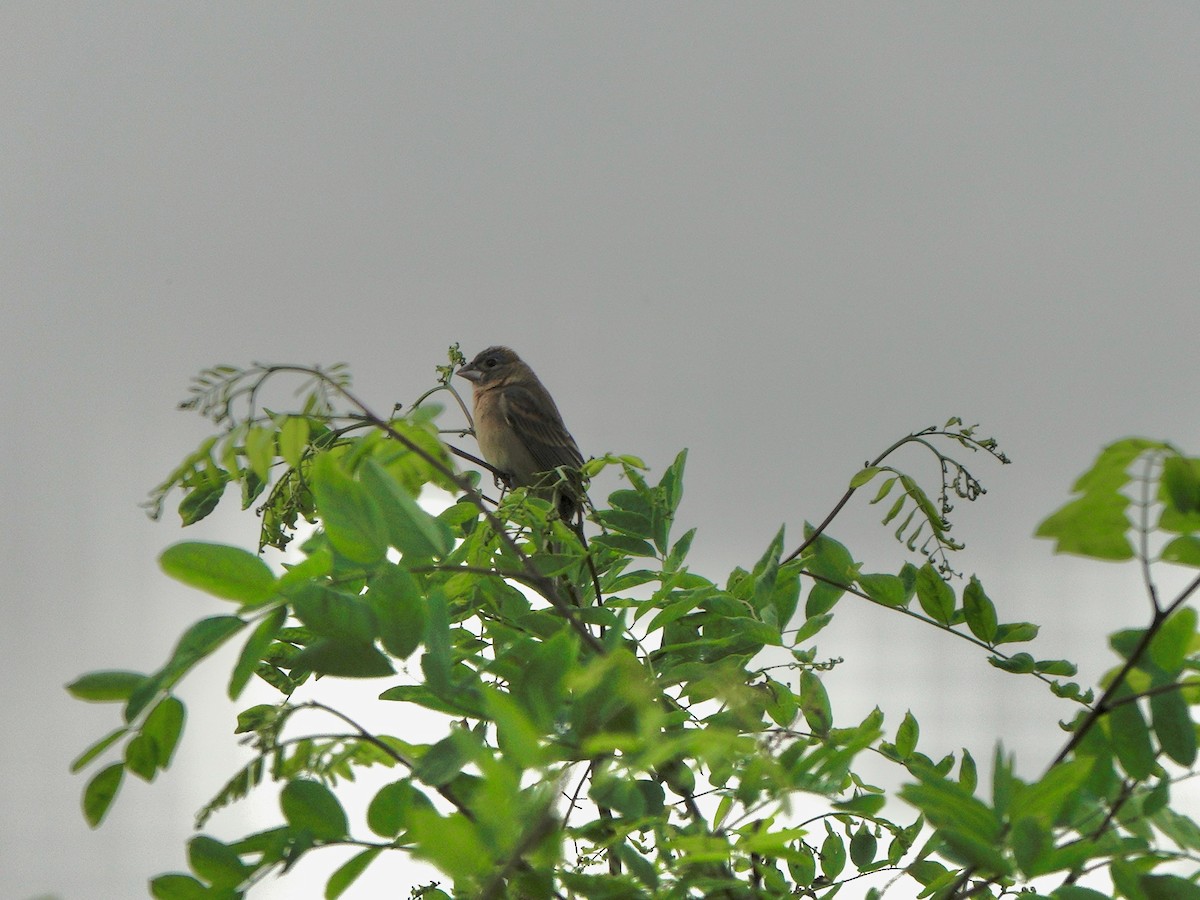 Blue Grosbeak - Yi-Ying Lee