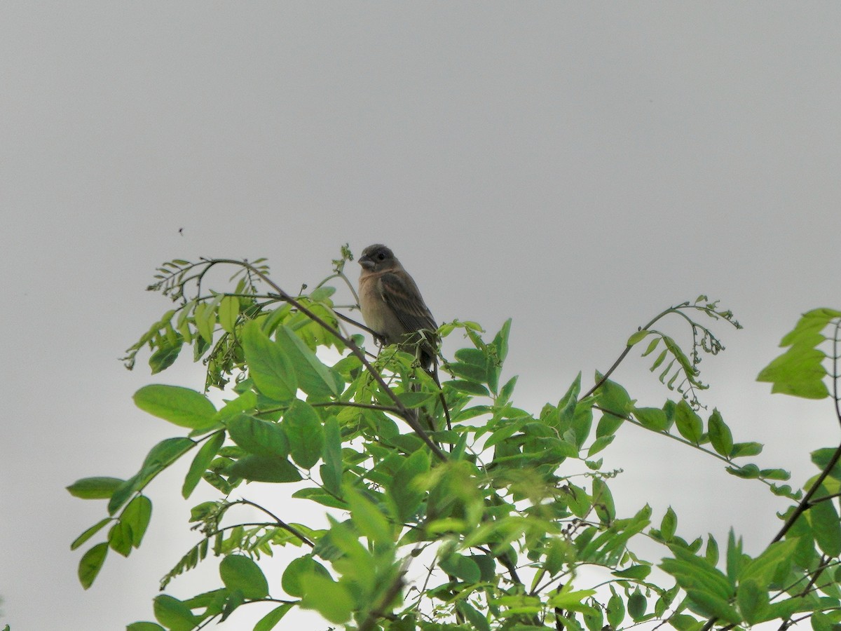 Blue Grosbeak - Yi-Ying Lee