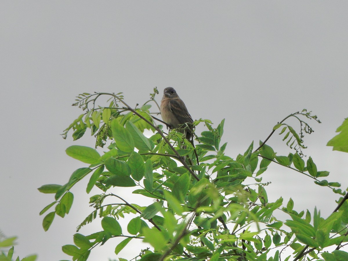 Blue Grosbeak - Yi-Ying Lee